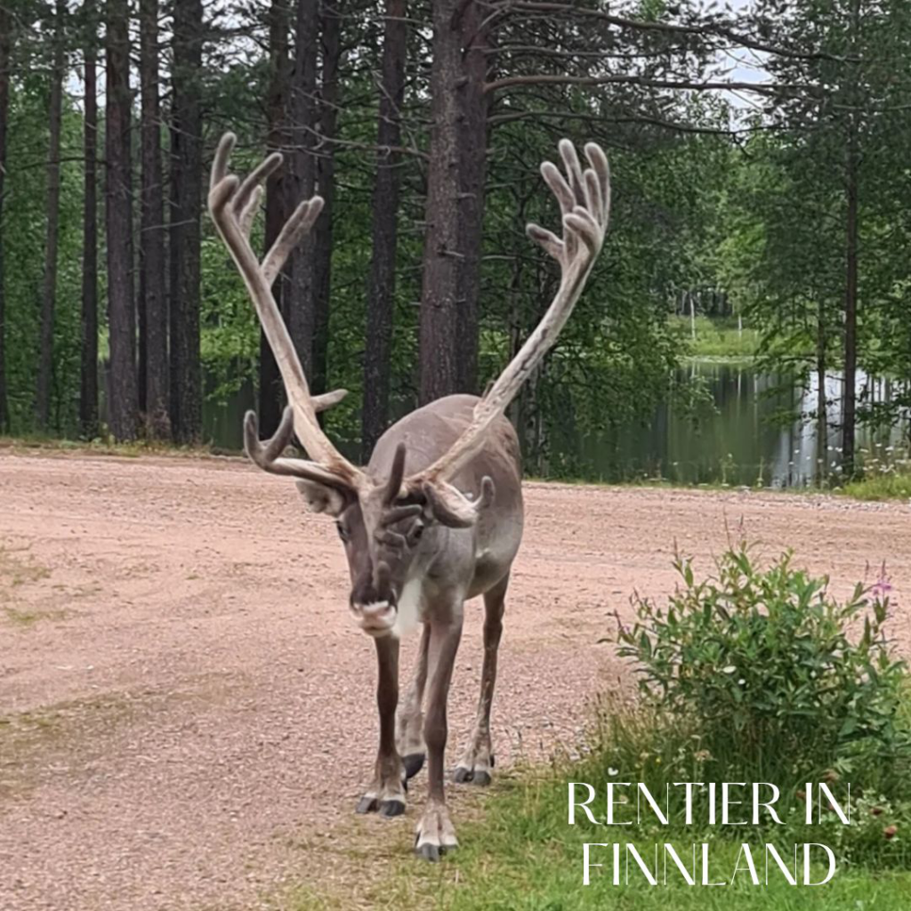 Rentier in Finnland