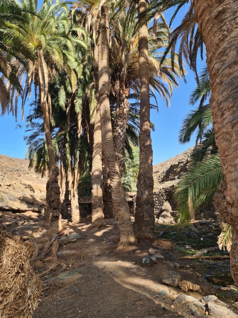Oase auf Fuerteventura