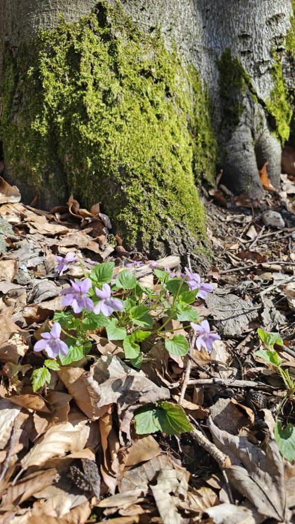 Waldspaziergang, Eifel